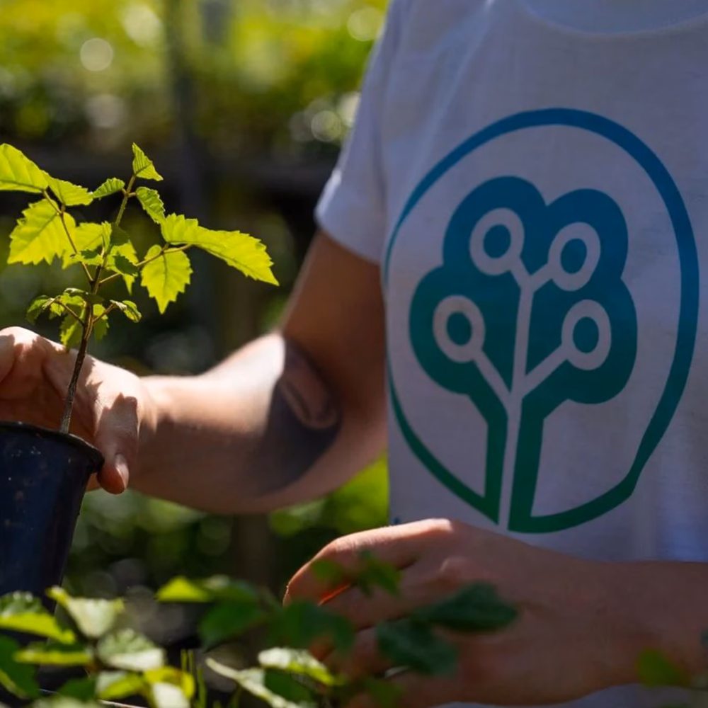 Екологічна ініціатива Pitaka та Tree-Nation